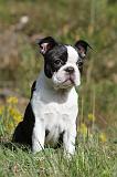 BOSTON TERRIER 184